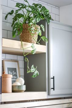 a potted plant sitting on top of a wooden shelf