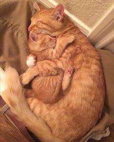 an orange cat sleeping on top of another cat