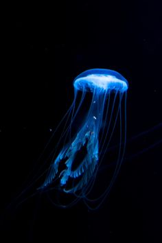 a blue jellyfish floating in the dark water