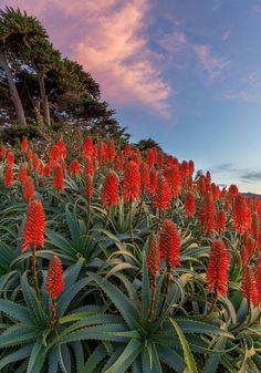 red flowers are blooming in the field at sunset