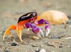 two small crabs on the sand with rocks in the background