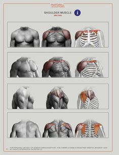 the muscles and their functions are shown in this manual for students to learn how to use them