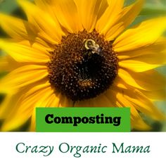 Garden Companion Planting, Plant Pests, Indoor Plant Care, Disease Control, Seed Saving, House Plant Care, Eco Friendly Living