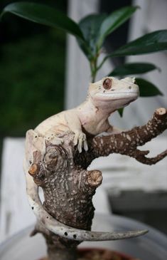 a gecko sitting on top of a tree branch next to a potted plant