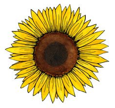 a drawing of a sunflower on a white background with brown center and yellow petals