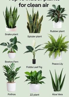 the top 10 indoor plants for clean air