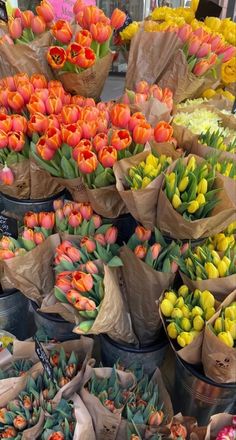 many tulips and other flowers are on display