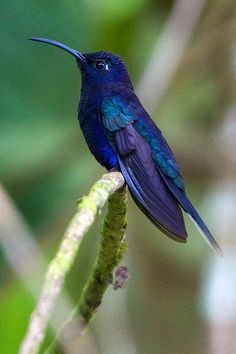 a blue bird sitting on top of a green branch