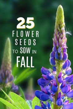 purple flowers with the words 25 flower seeds to sow in fall on top of them