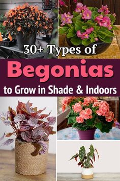 several different types of begonias to grow in shades and indoorss with text overlay that reads 30 + types of begonis to grow in shade & indoors