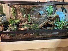 an aquarium filled with plants and rocks on top of a table next to a wall