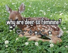 the fact that my fave animal is wolf's and deer's rlly says alot about me About Me, So Pretty, Deer, Animals, Pins