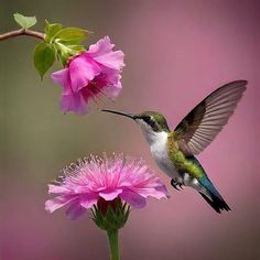 a hummingbird is flying near pink flowers