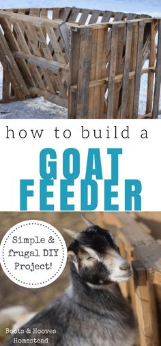 how to build a goat feeder simple and frugal diy project for dogs