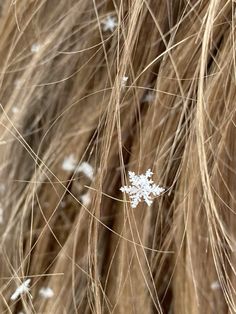 the snow flakes are white on brown hair