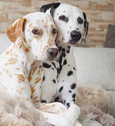 two dalmatian puppies cuddle together on a shaggy rug in front of a brick wall