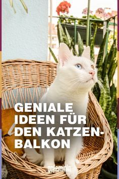 a white cat sitting in a wicker basket with the caption geniale iden fur den katzen - balkon