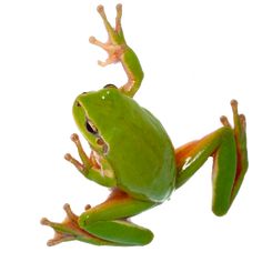 a green frog sitting on top of a white surface