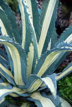 a large green and white plant in a garden