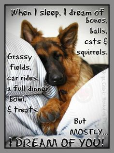 a german shepherd laying in bed with his paw on the pillow and saying, when i sleep, dream of bones, balls, cats, car rides,