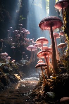 a group of mushrooms in the middle of a forest with sunlight streaming through them and water running between them