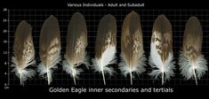 several feathers are shown with different sizes and colors on the same side, as well as numbers