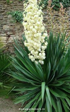 white flowers are growing in the garden next to some green plants and stone wall behind them