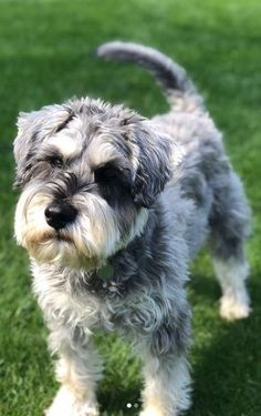 a small gray dog standing on top of a lush green field