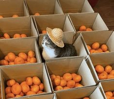 a cat wearing a straw hat sitting in a box full of oranges