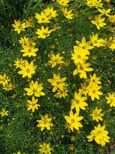 yellow flowers are blooming in the grass