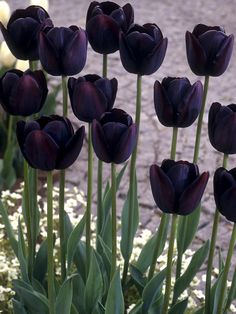 purple tulips are growing in the garden