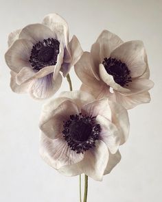 three white and black flowers in a vase