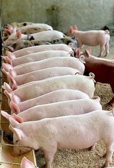 several pigs are lined up in their pen