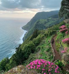 people walking down a path on the side of a cliff near the ocean with pink flowers