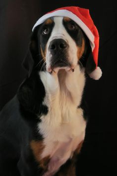 a dog wearing a santa hat on top of it's head with its tongue out