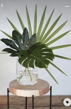 a potted plant sitting on top of a wooden table next to a glass vase