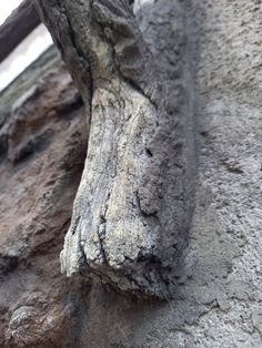 a close up of a tree trunk on the side of a building