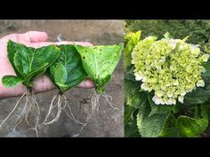 two pictures one with green leaves and the other with white flowers, both have roots attached to them