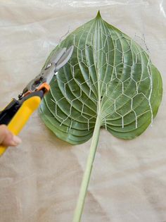 someone cutting up a large leaf with scissors