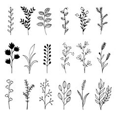 the different types of plants drawn in black ink on white paper, each with leaves and flowers