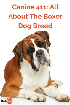 Boxers have been used as guide dogs, military dogs, cattle dogs, and athletes. And Boxers are charismatic and love to be with their people. But what sets the Boxer dog breed apart from other mid-sized canines and keeps lovers of the breed coming back for more? Read on to discover all about Boxer dog breed… #dogbreed #dogmom #doglovers Cattle Dogs, Military Dogs, Boxer Puppies, The Boxer