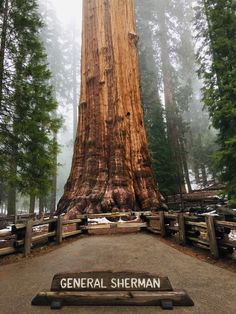 a large tree in the middle of a forest with a sign that says general sherman