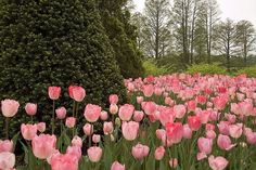 many pink tulips blooming in a field next to a tall green tree