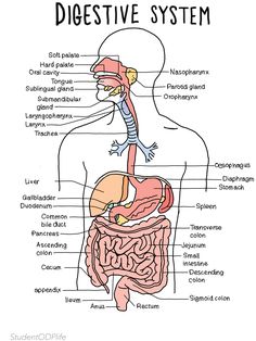 diagram of the human digest with labels