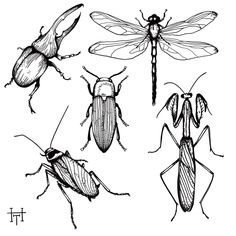 four different types of bugs in black and white