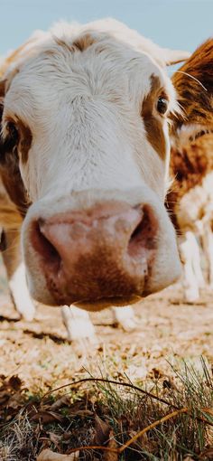 a close up view of a brown and white cow with it's nose looking at the camera