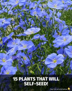 blue flowers with the words 15 plants that will self - seed in front of them