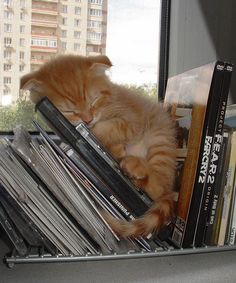 an orange cat sleeping on top of a stack of records