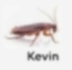 a close up of a bug on a white background with the words kevlin above it