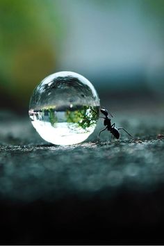 an ant standing in front of a glass ball